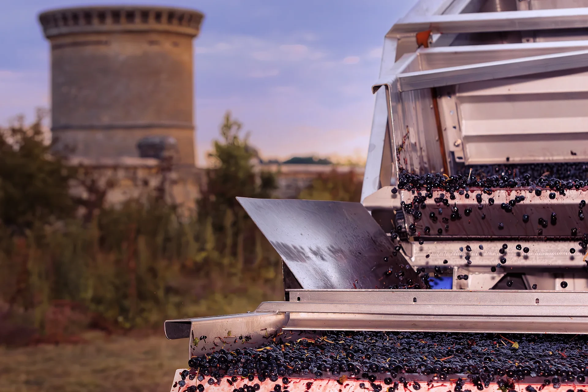 Machine de vendange déversant des raisins noirs
